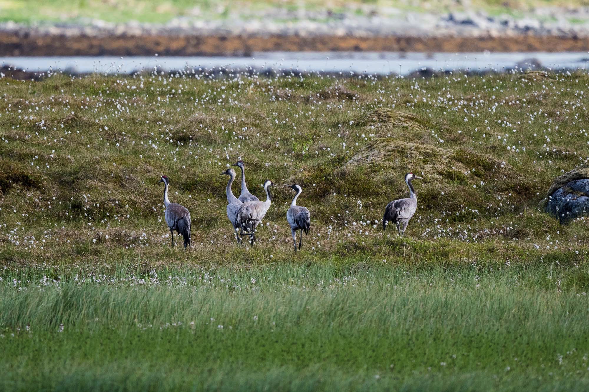 crane Lofoten