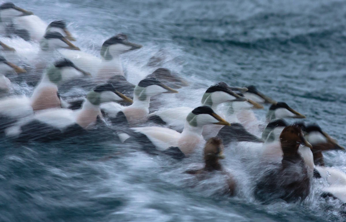 lofoten birds eider