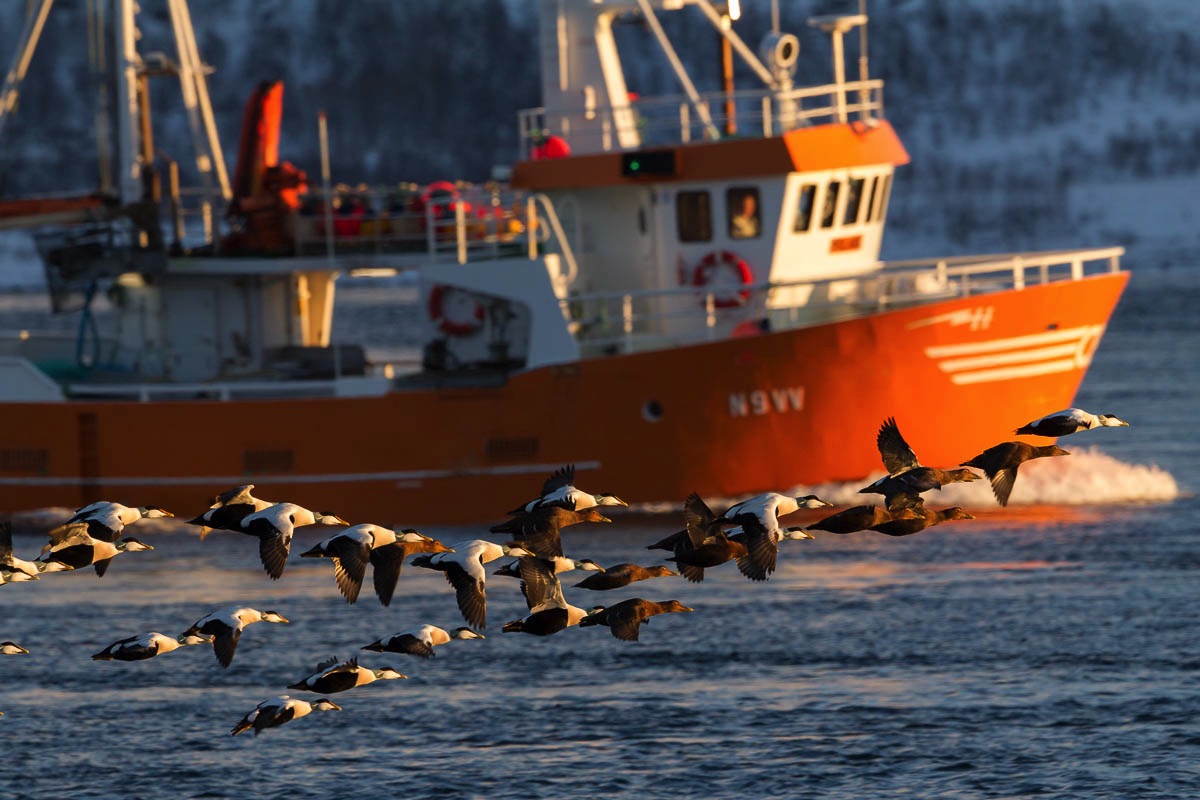 lofoten birds eider