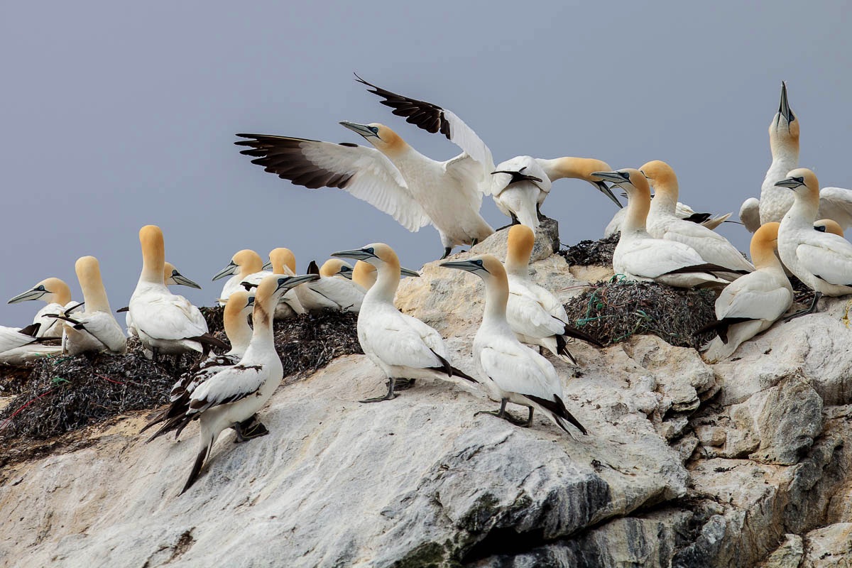 lofoten gannet