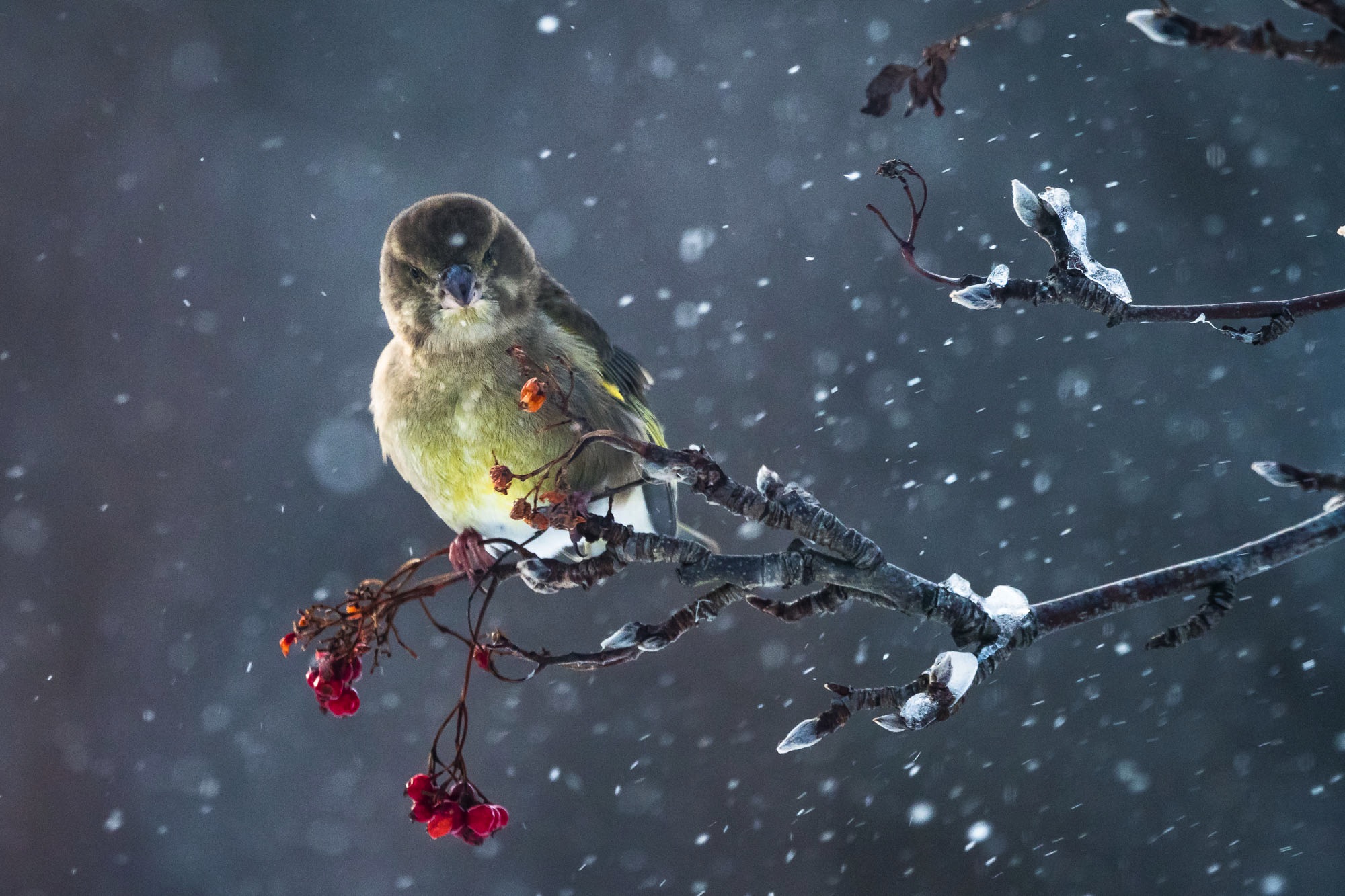 birds of lofoten, greenfinch