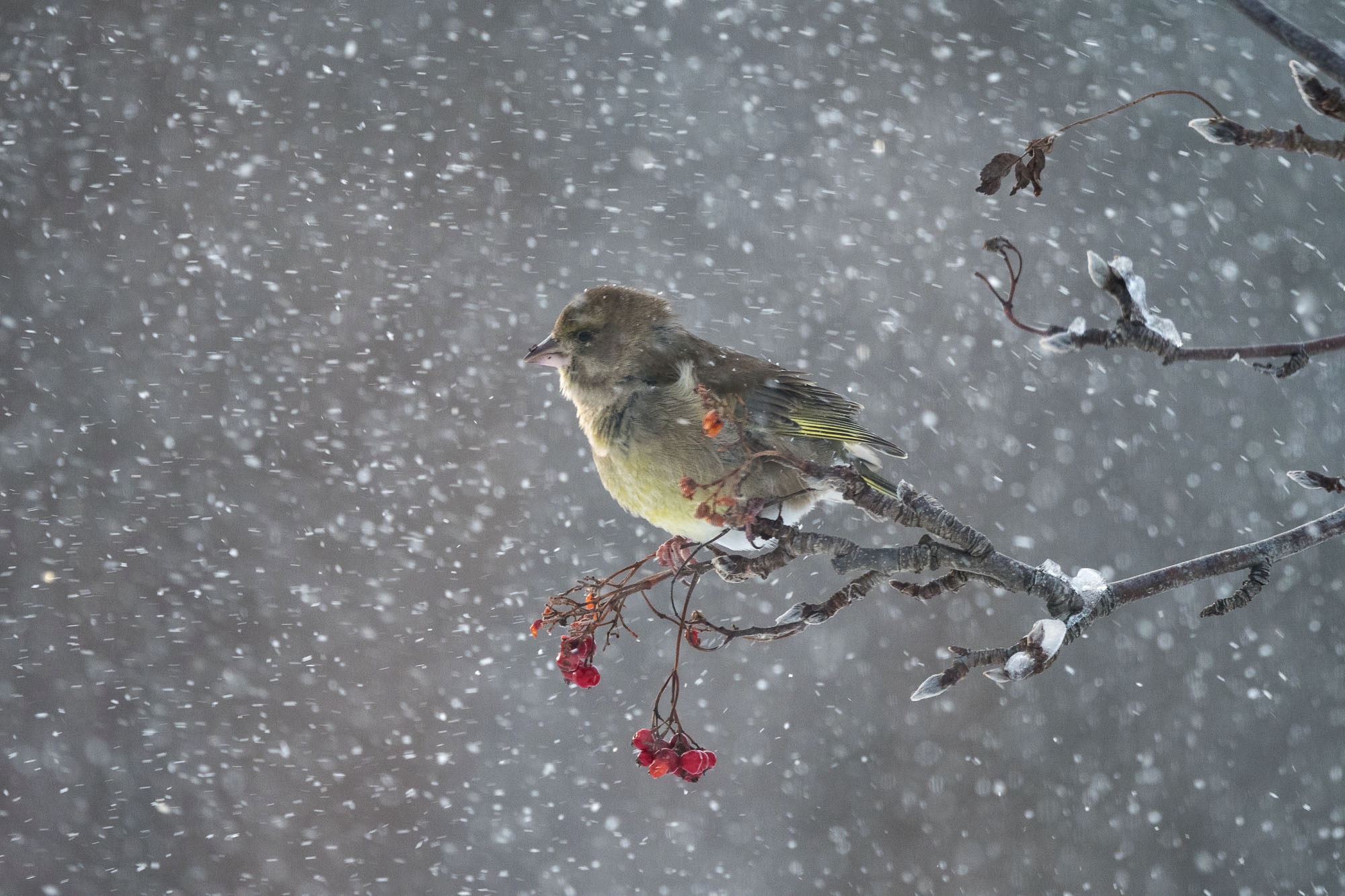 Birds of Lofoten, greenfinch in the snow