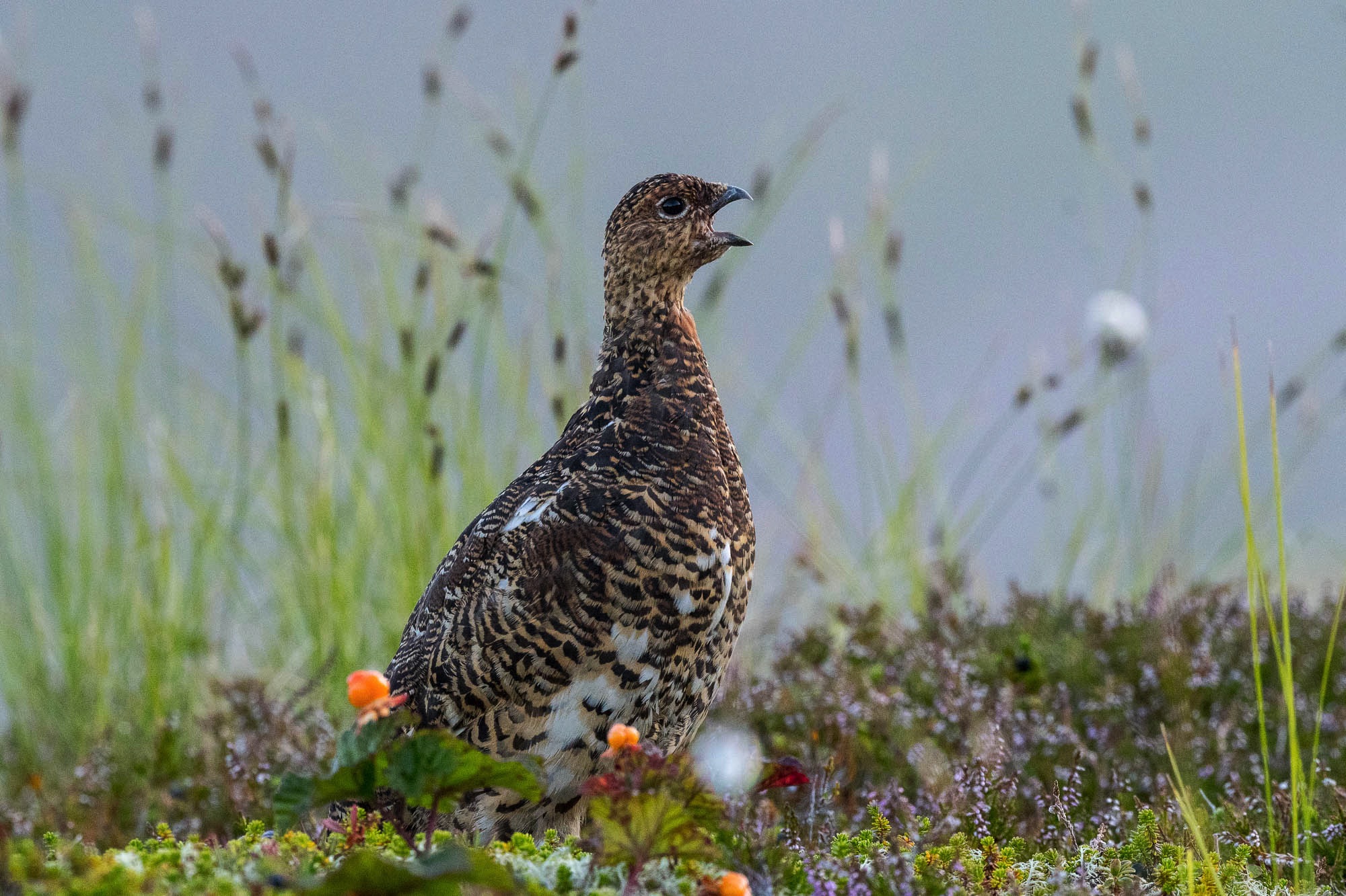 Grouse Lofoten