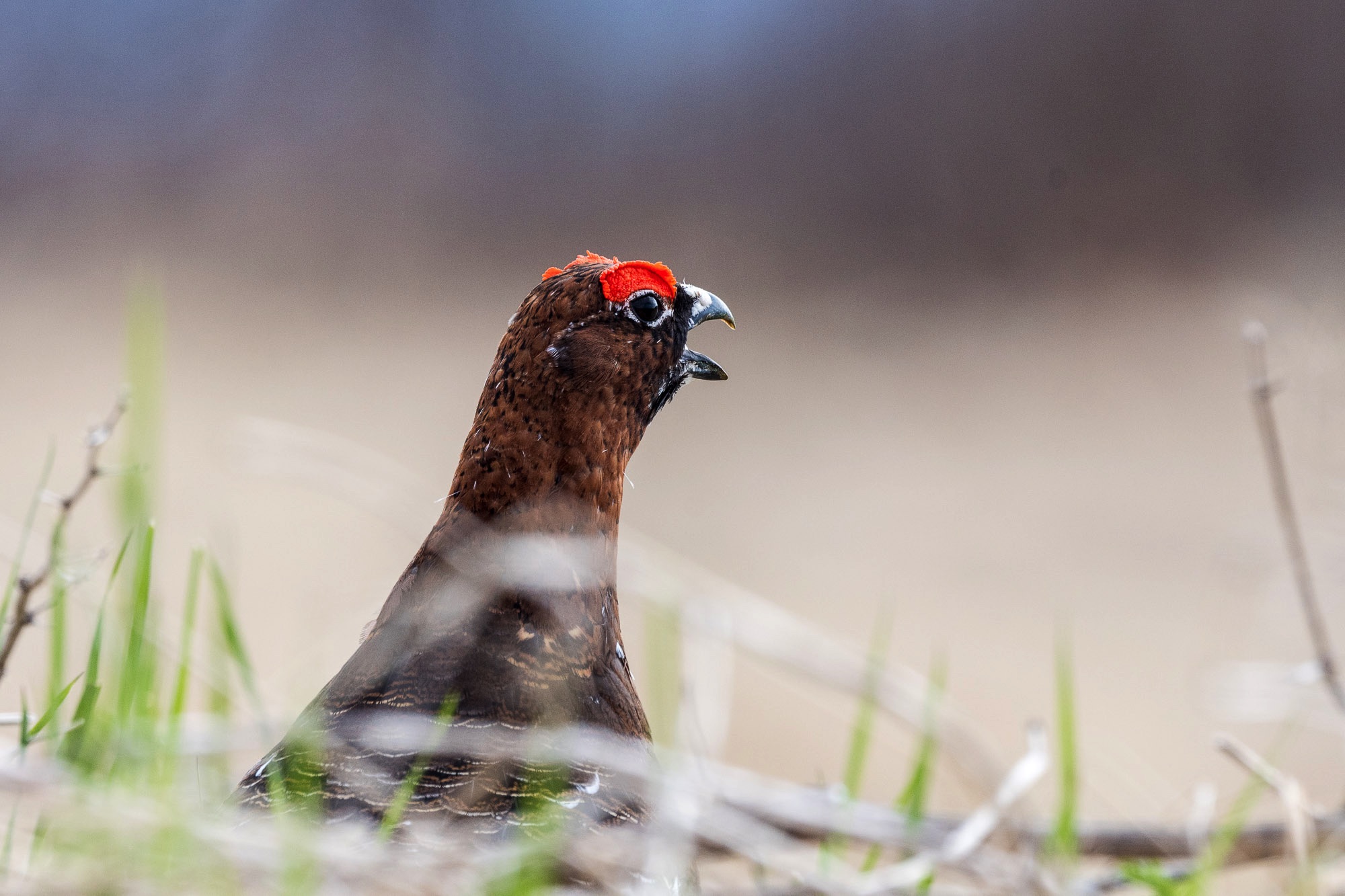 lofoten grouse