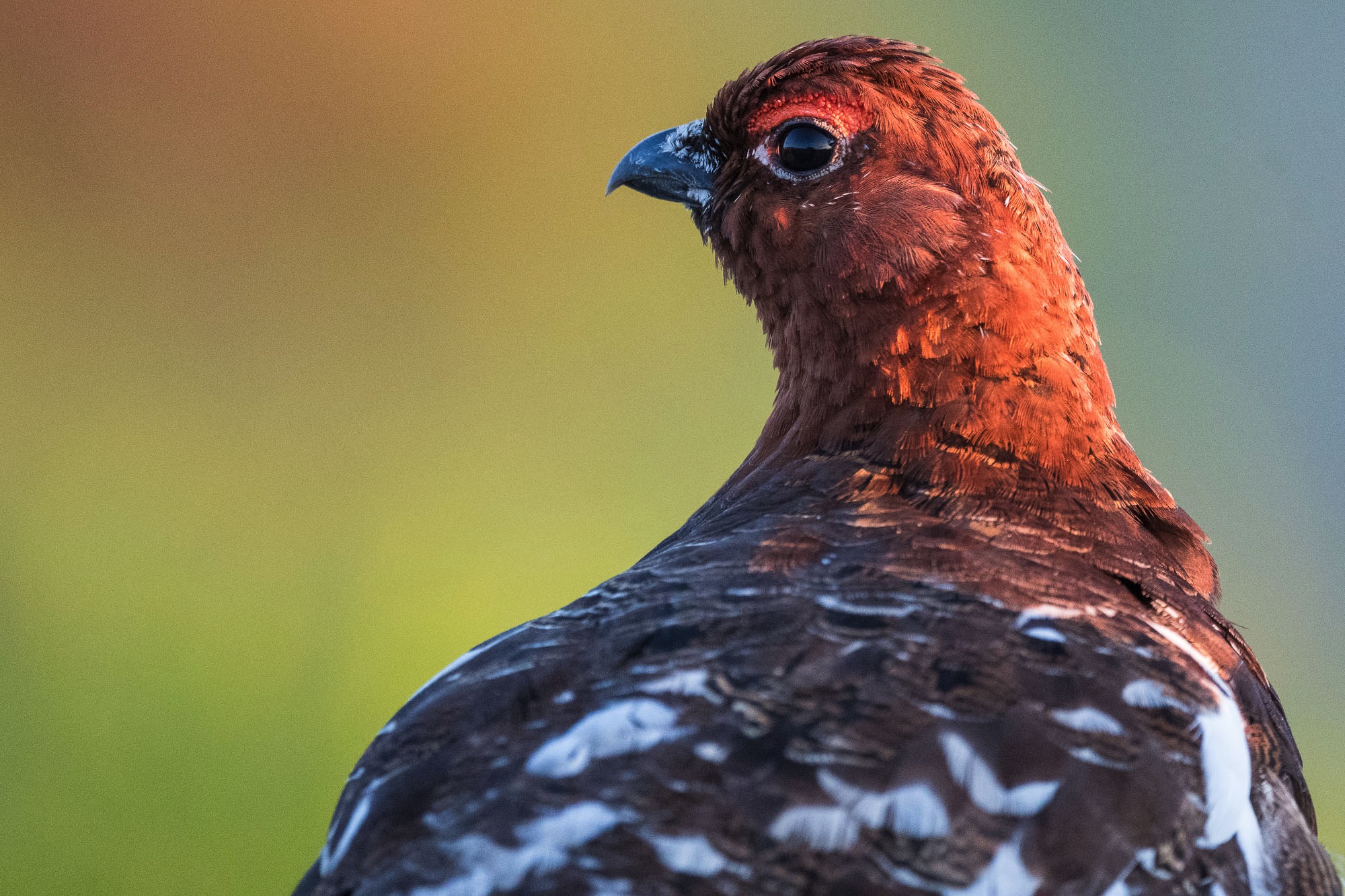 grouse basking in the midnight sun