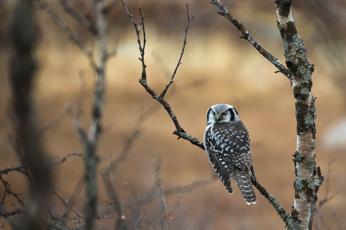 hawk owl can be seen on lofoten islands