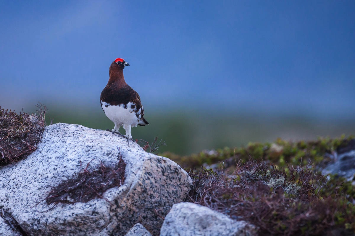 lofoten birds grouse