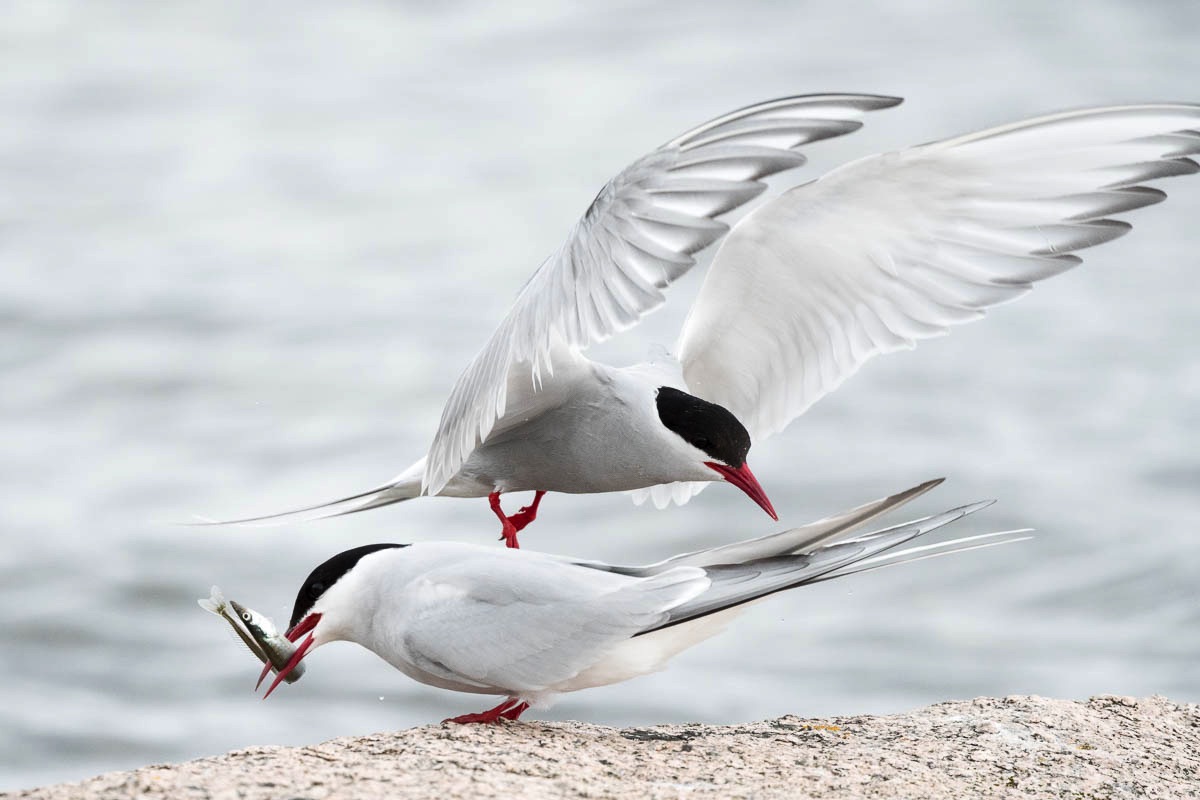 lofoten birds arctic tern