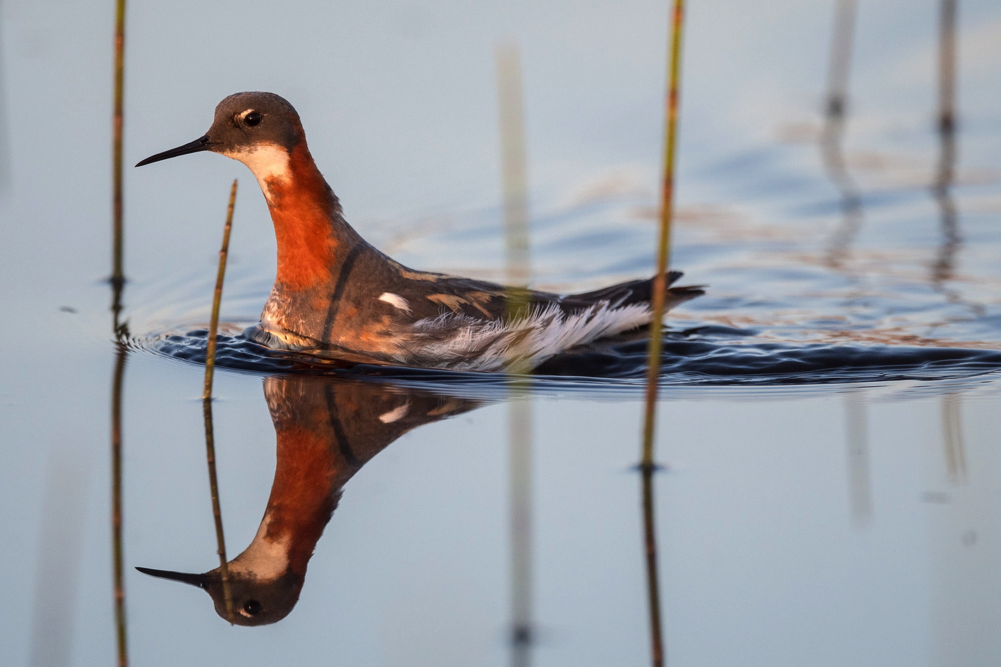 lofoten phalarope