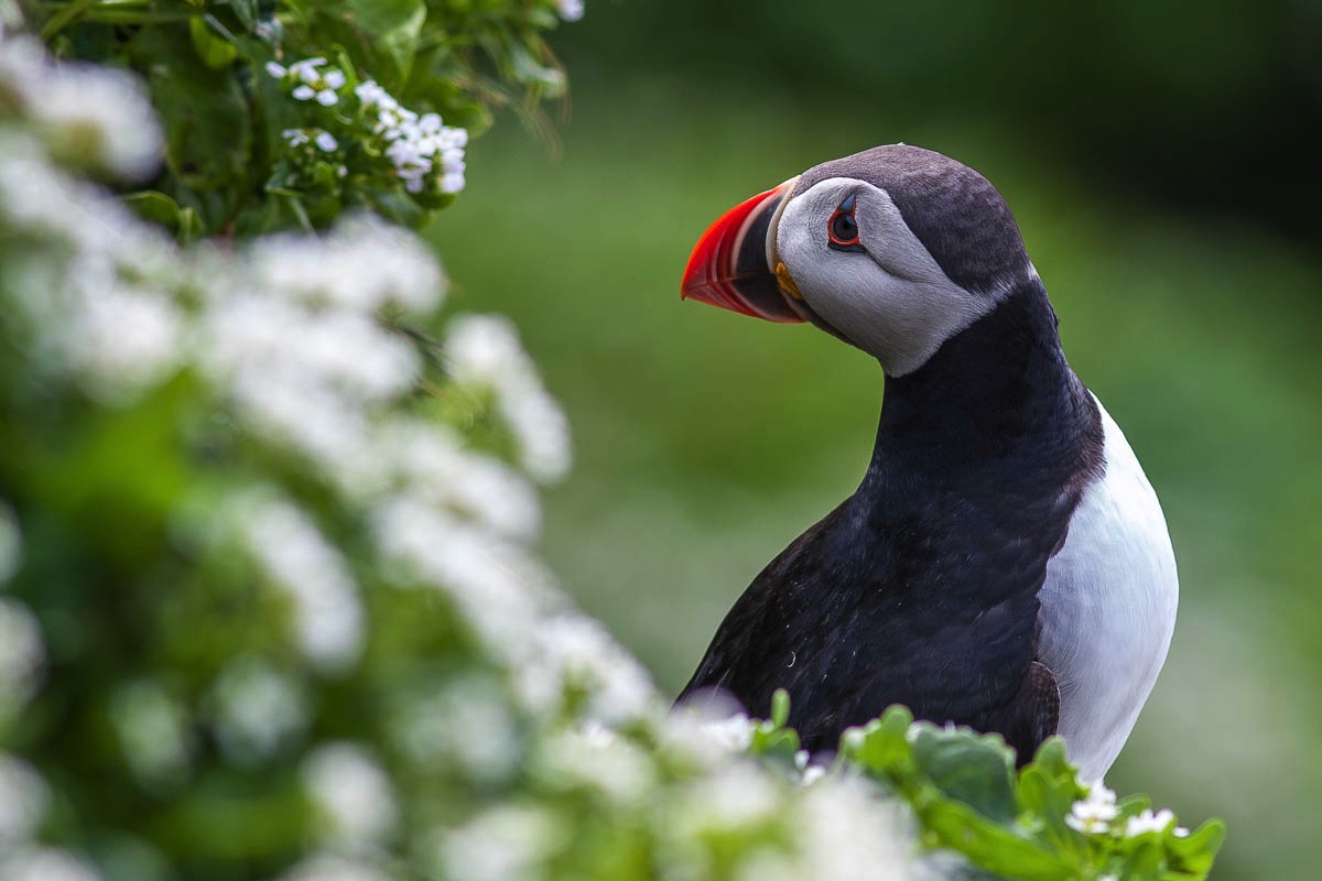 lofoten puffin