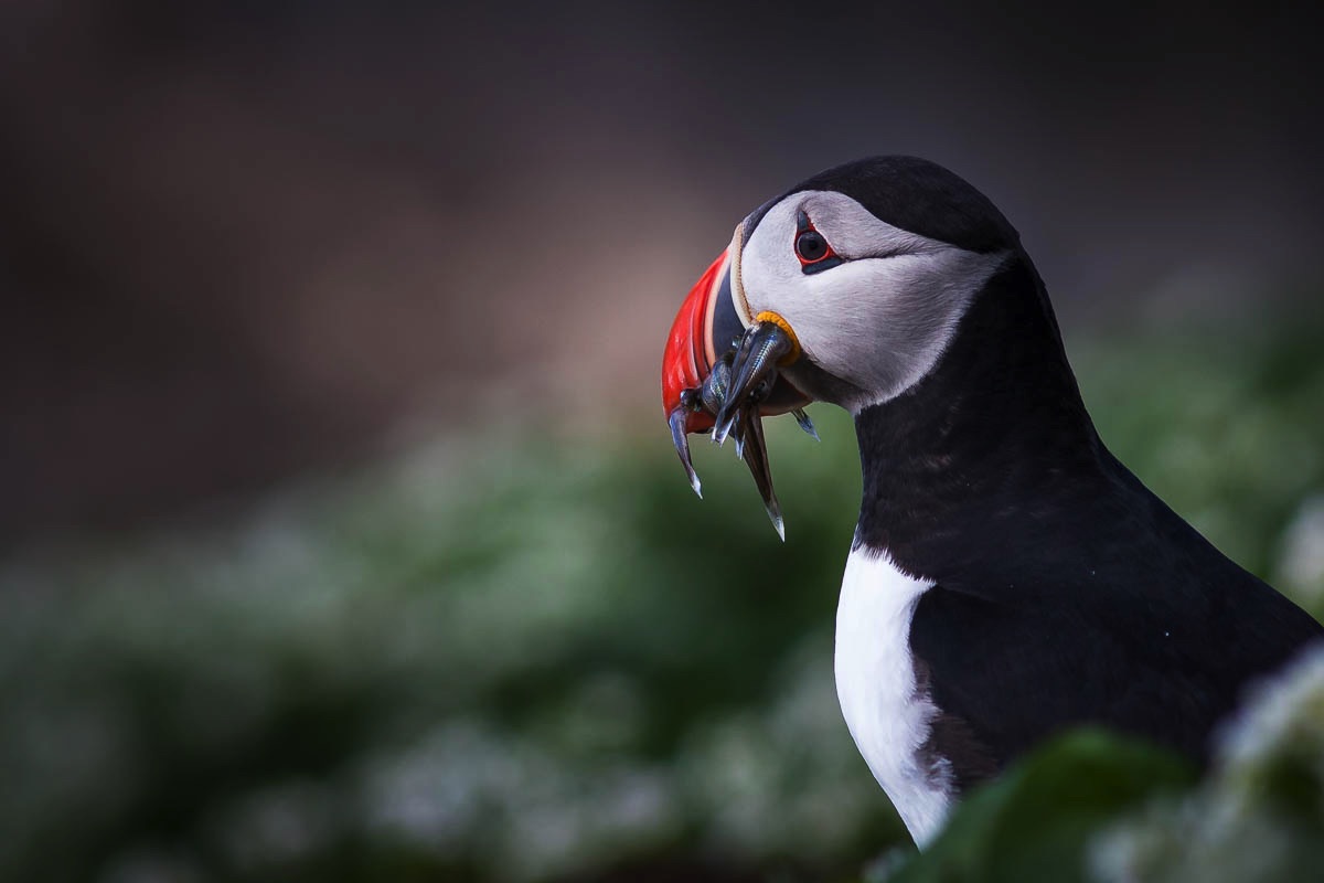 lofoten puffin