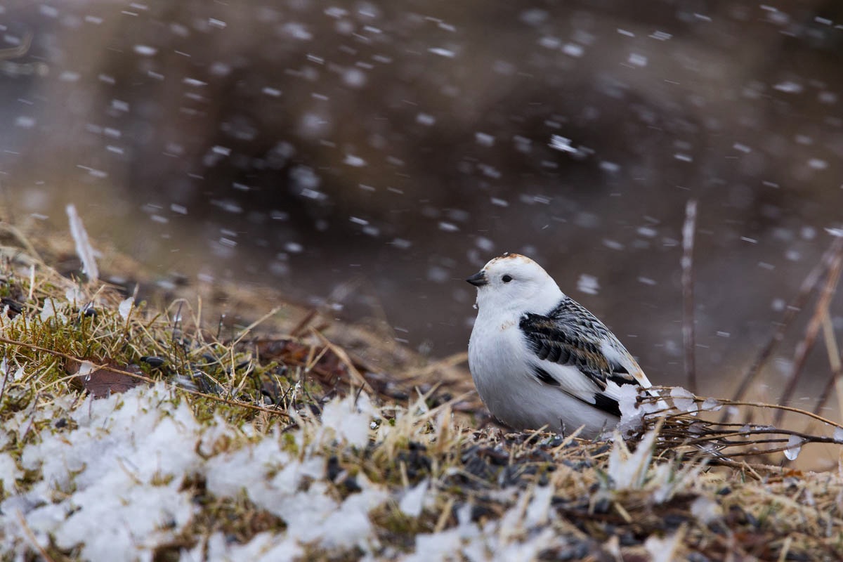 lofoten snowbunting