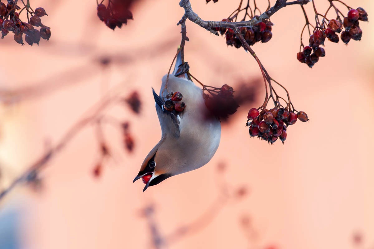 lofoten birds waxwing