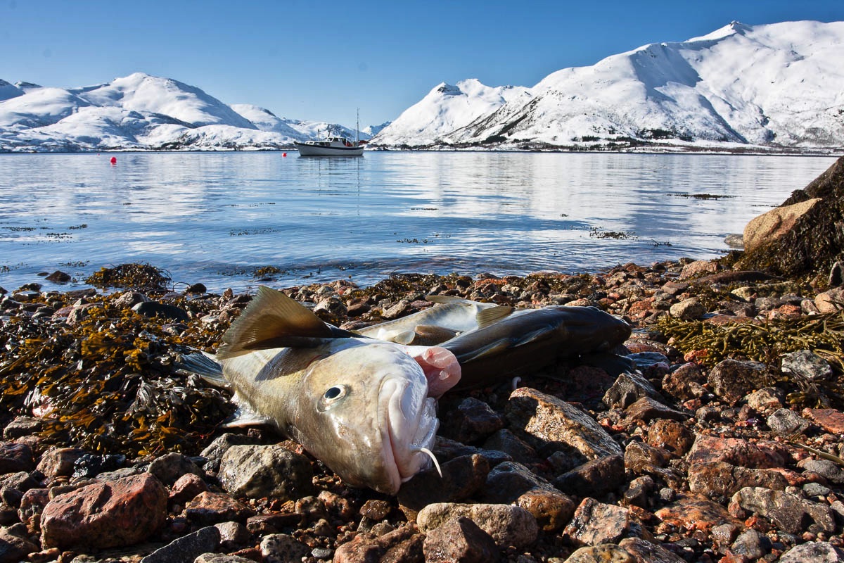 lofoten fish cod