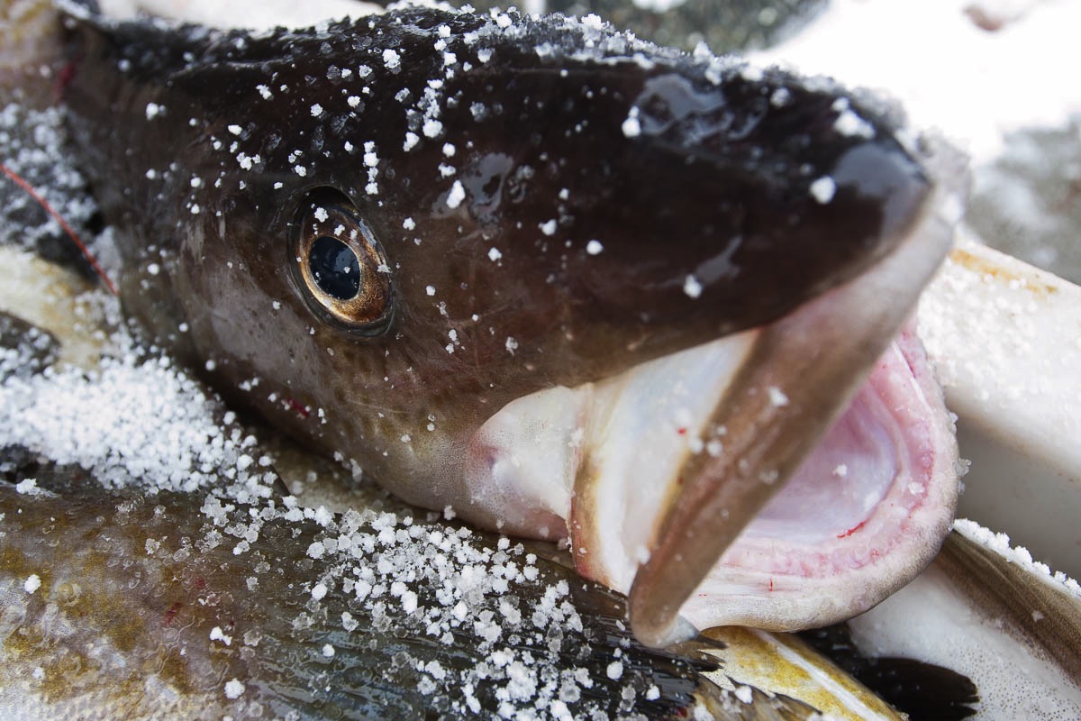 lofoten, skrei, cod from the barents sea