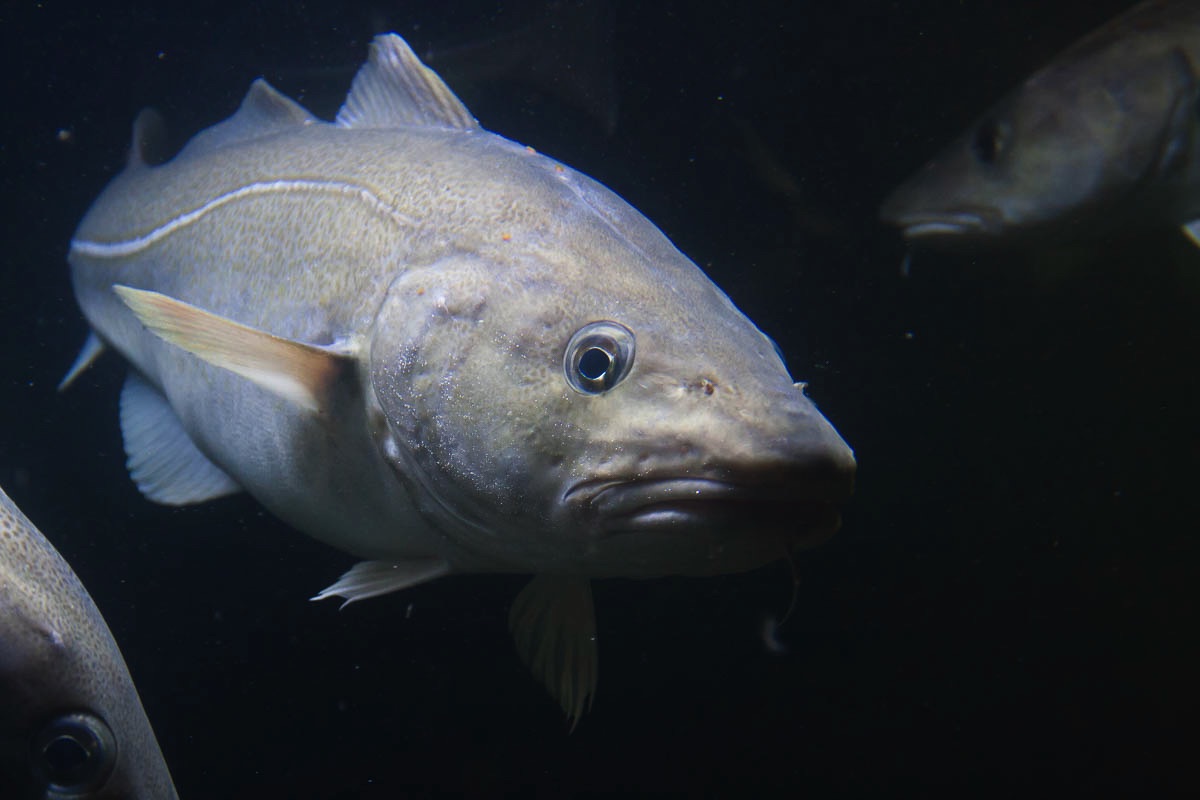 lofoten fish cod