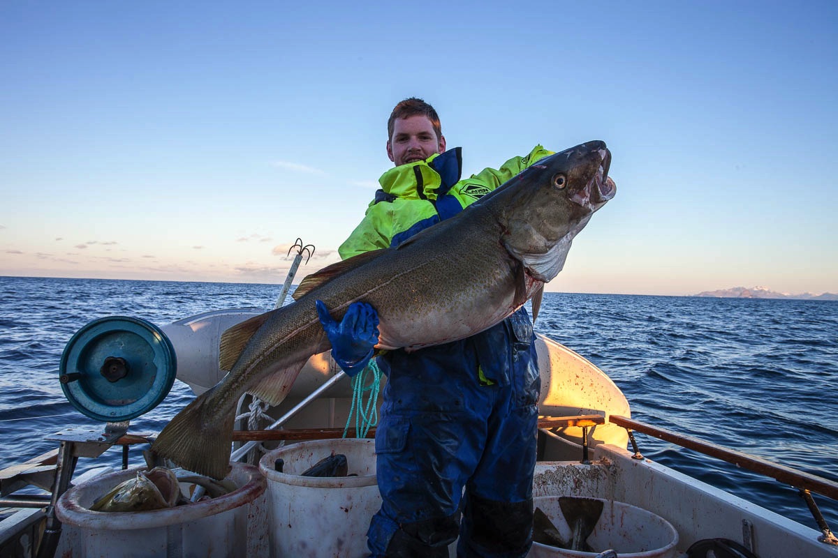 lofoten fish cod