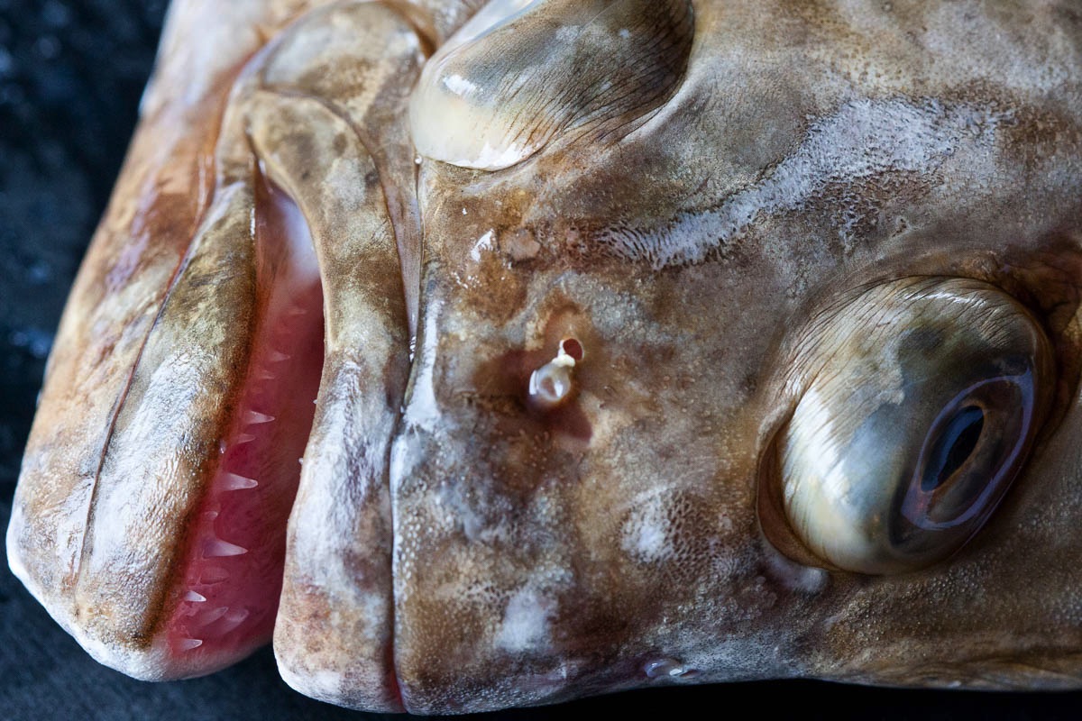 lofoten fish halibut