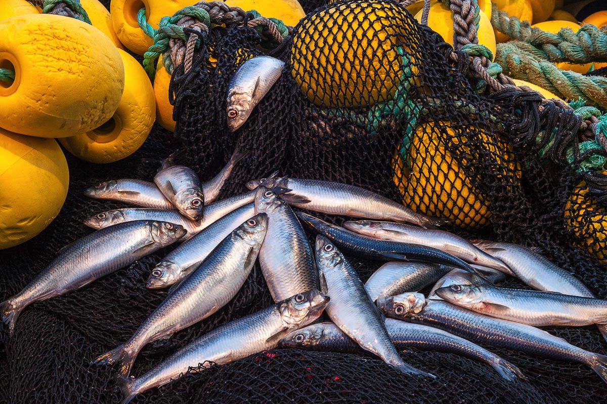 winter is the season for herring on lofoten islands