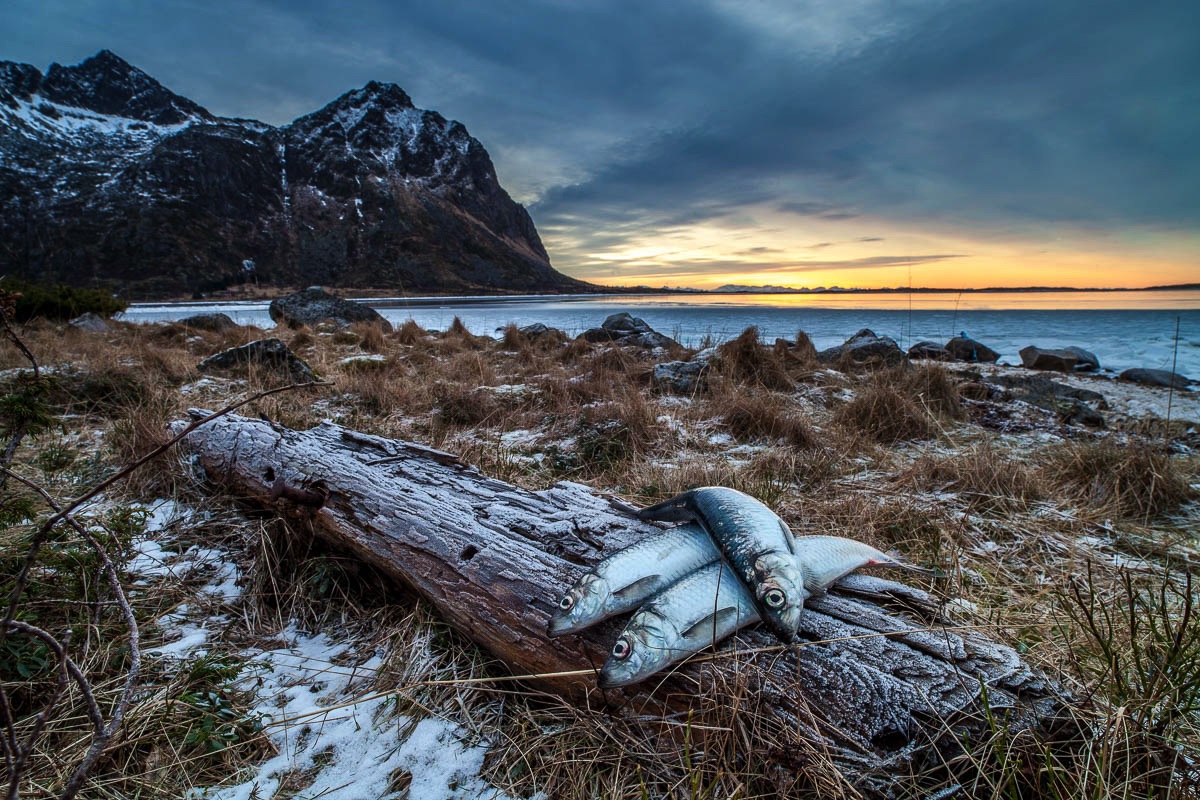 lofoten herring