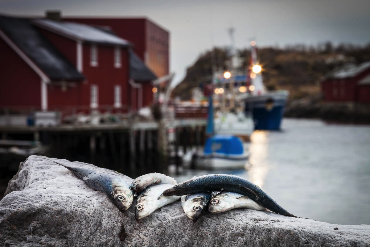 lofoten herring