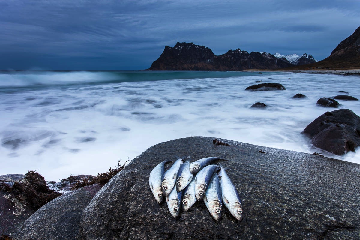 lofoten herring