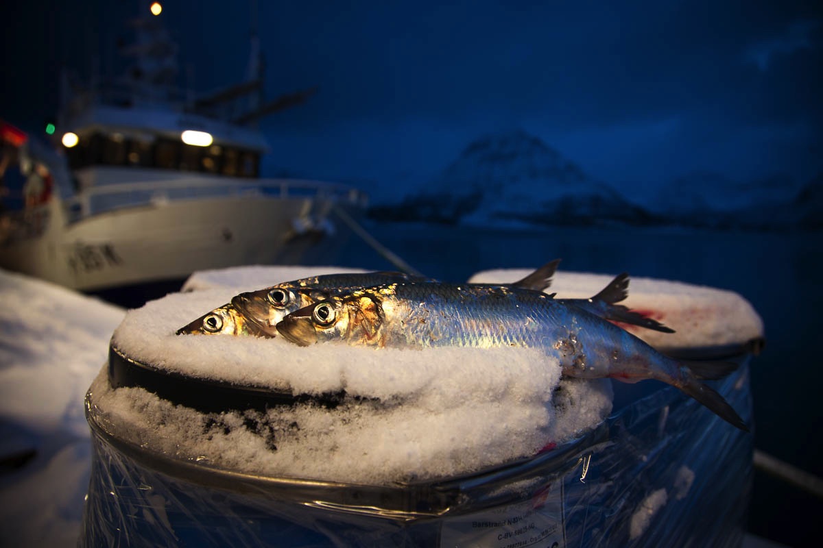 lofoten herring