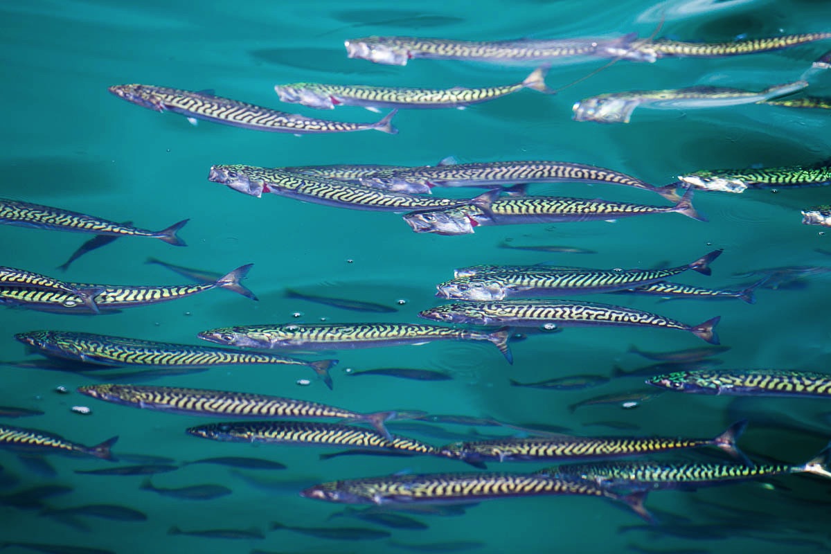 mackerel feeding on plankton around lofoten islands