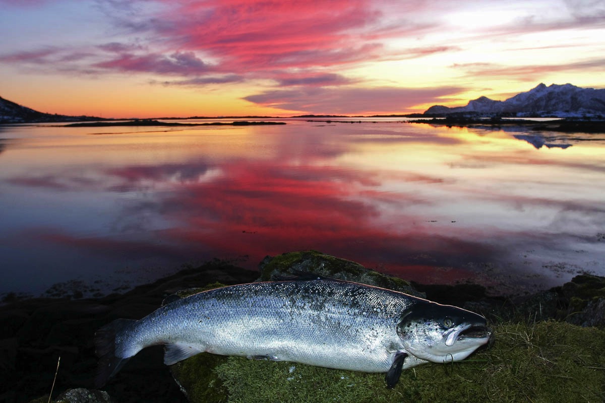 lofoten salmon