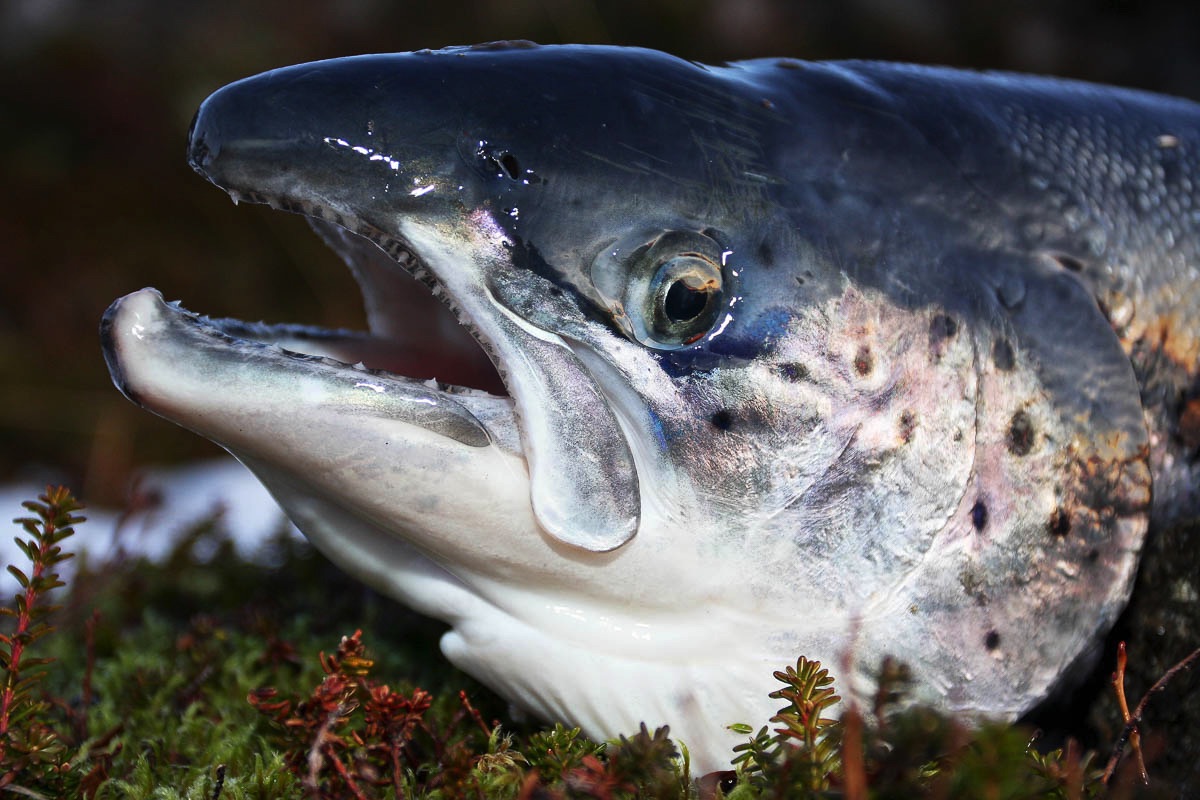 lofoten salmon