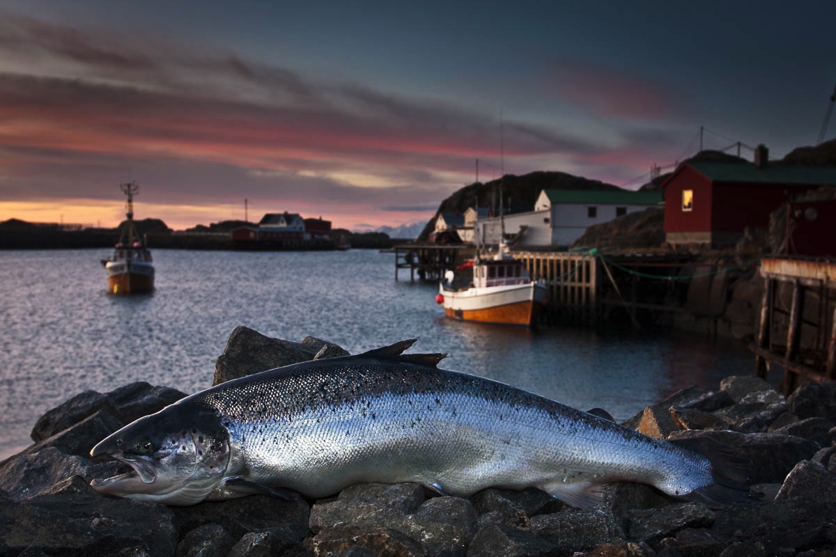 lofoten salmon