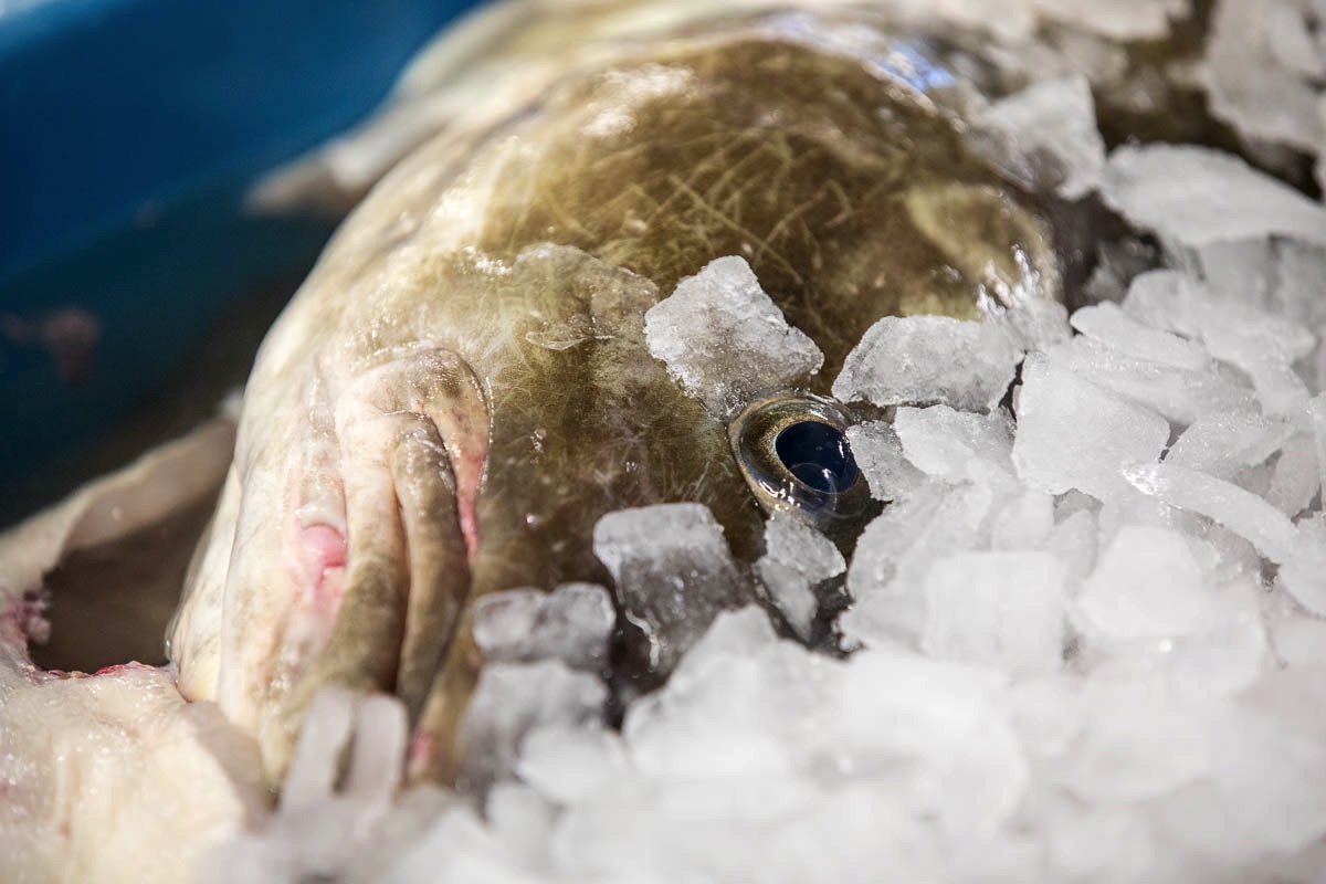 lofoten fisheries