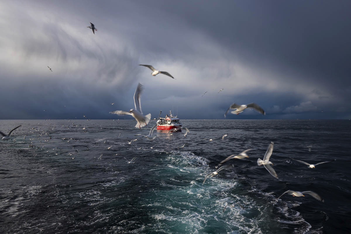 lofoten fisheries