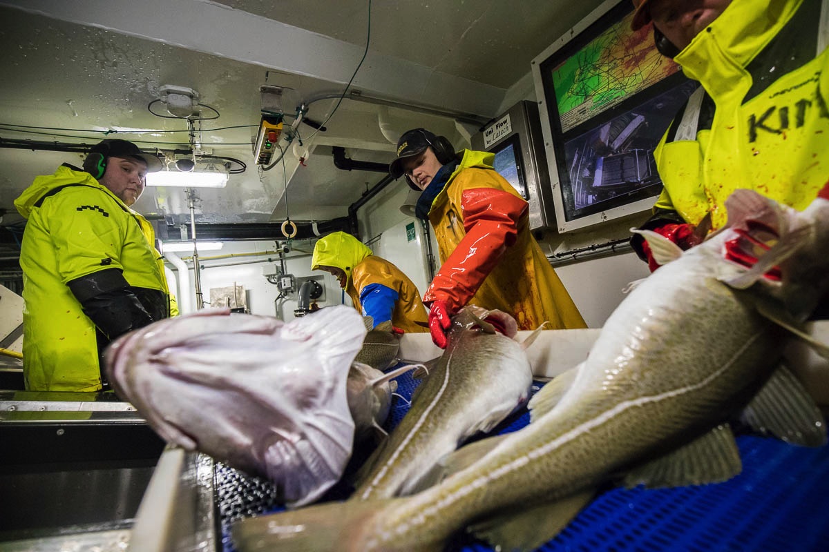 lofoten fisheries