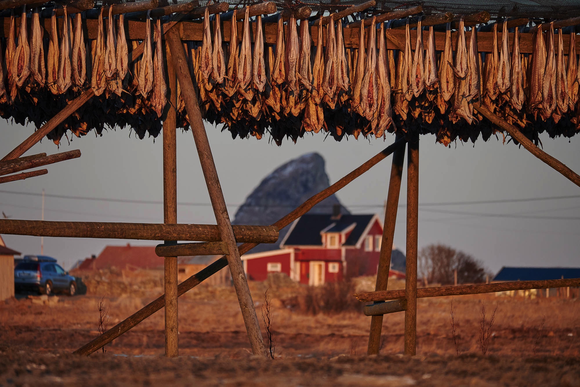 a lot of cod is dried to stockfish on lofoten islands