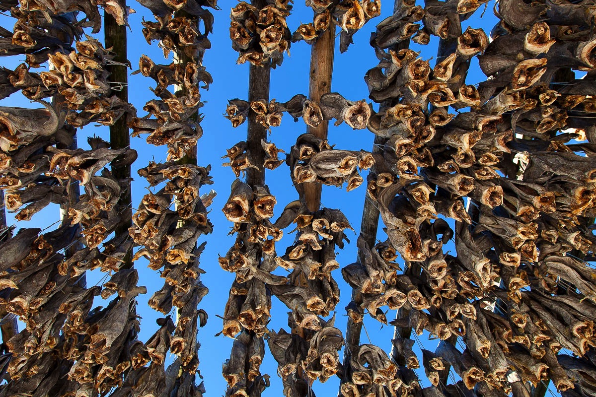 lofoten stockfish