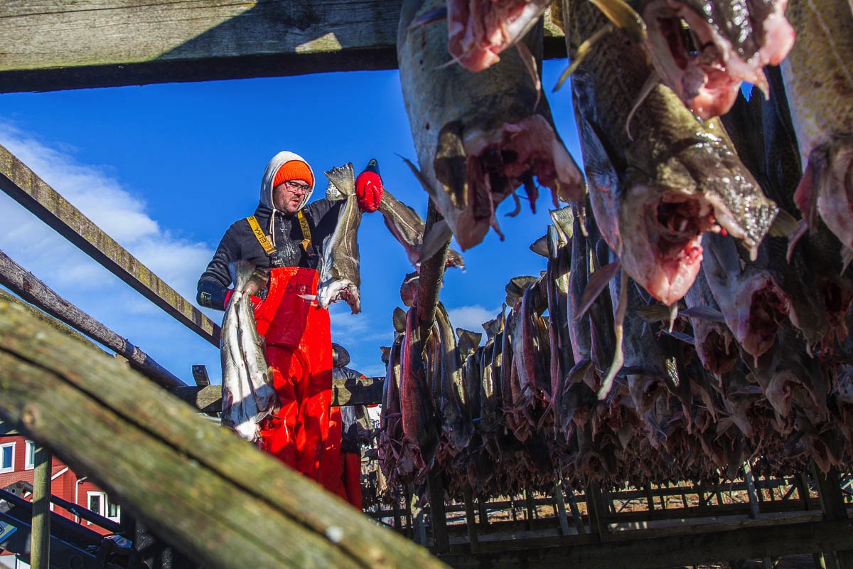 lofoten, cod on drying racks