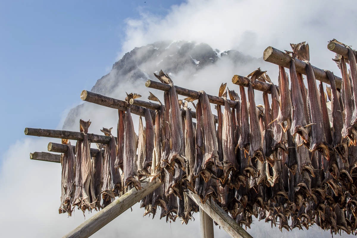 lofoten dried fish