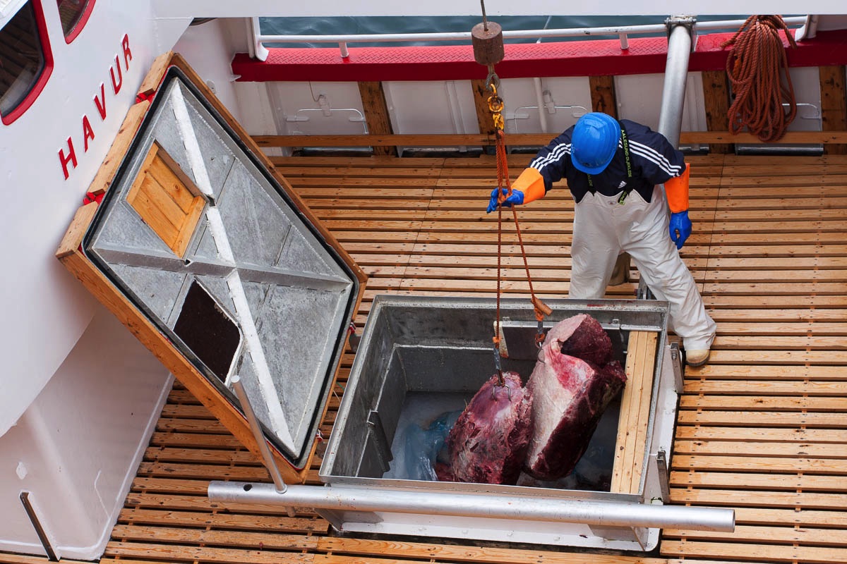 meat of a minke whale comes on shore on lofoten