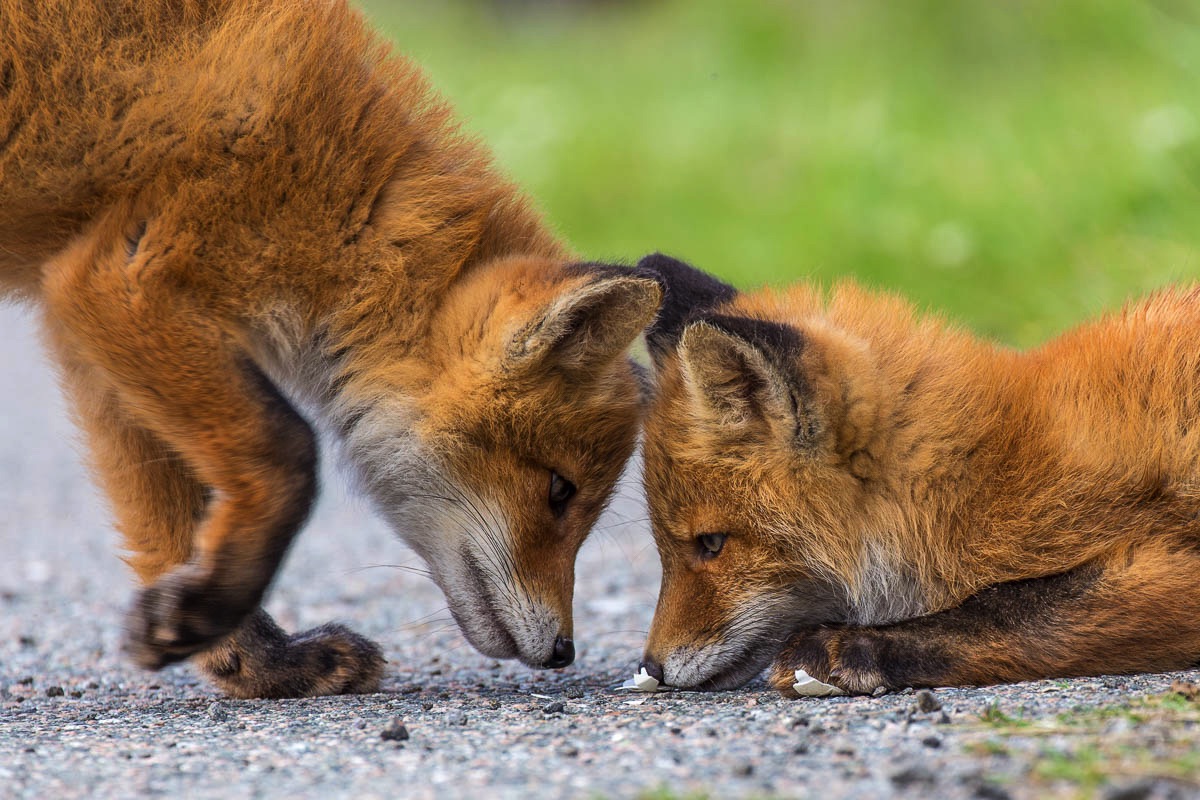 lofoten wildlife fox