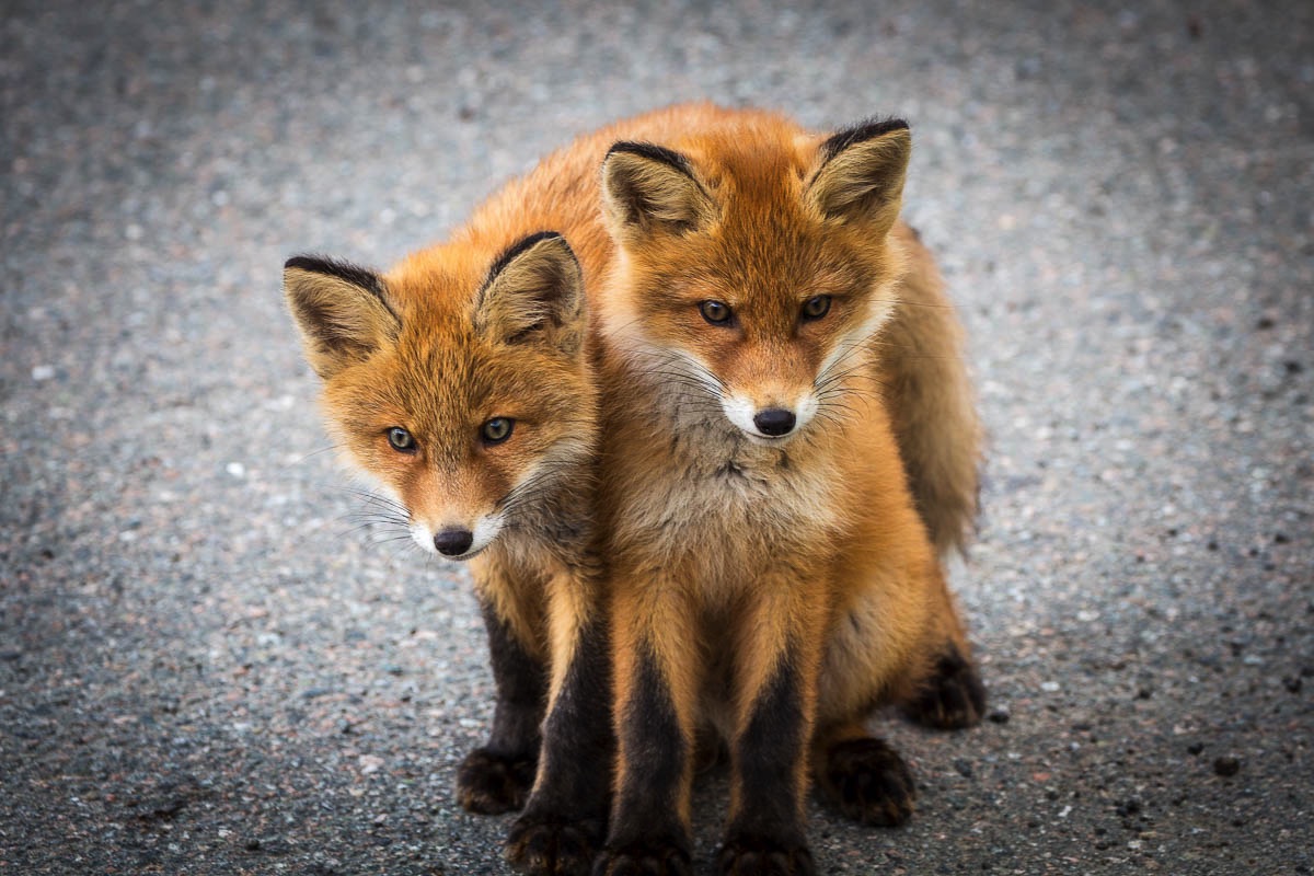 lofoten wildlife fox