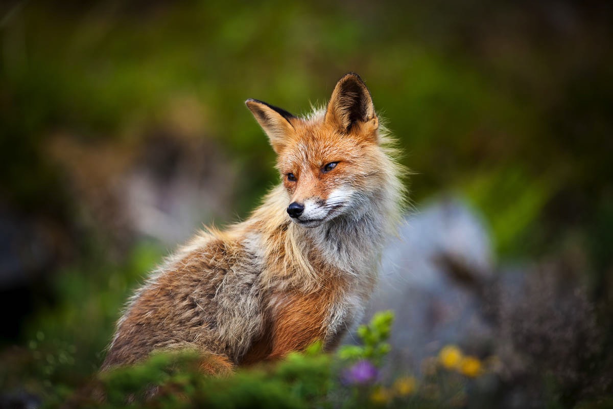 lofoten wildlife fox