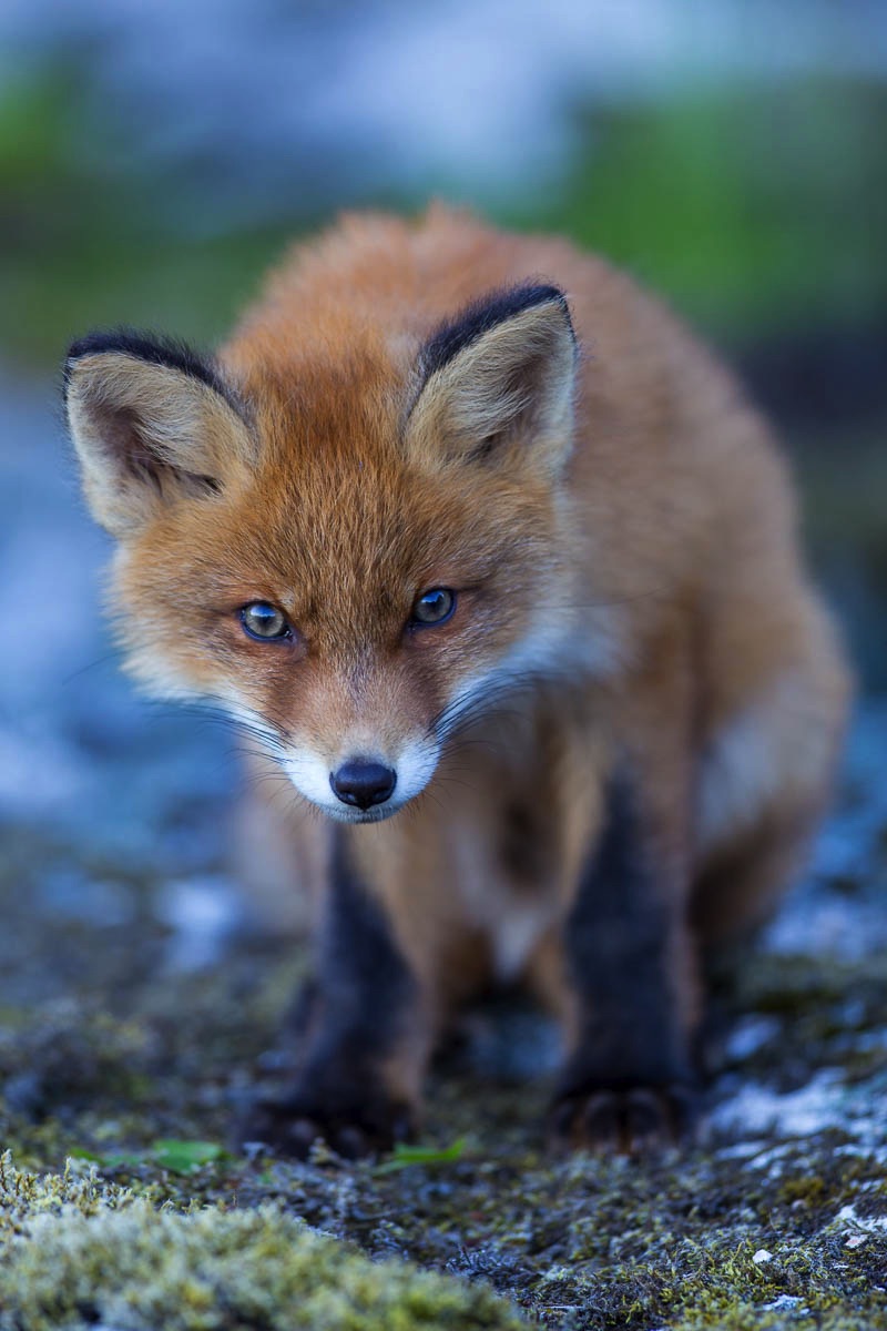 lofoten wildlife fox