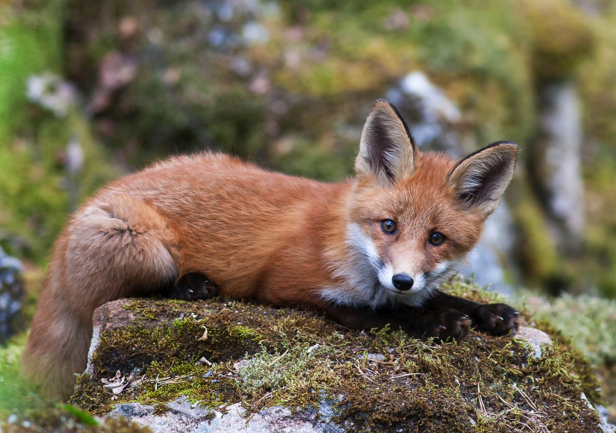 lofoten wildlife fox