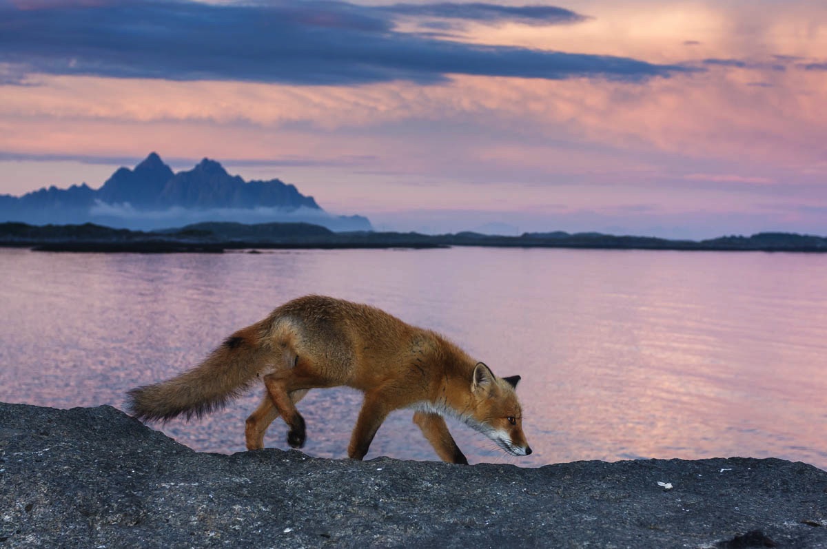 lofoten wildlife fox