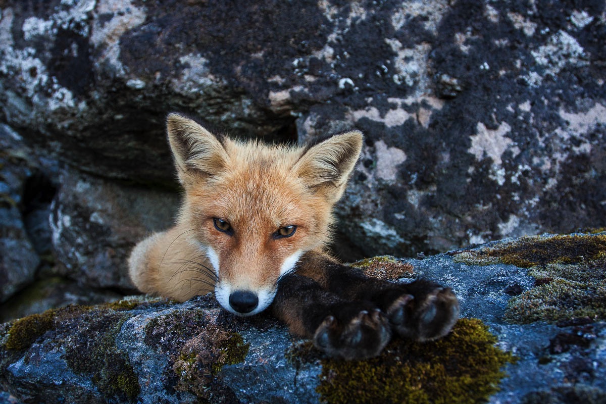 lofoten wildlife fox