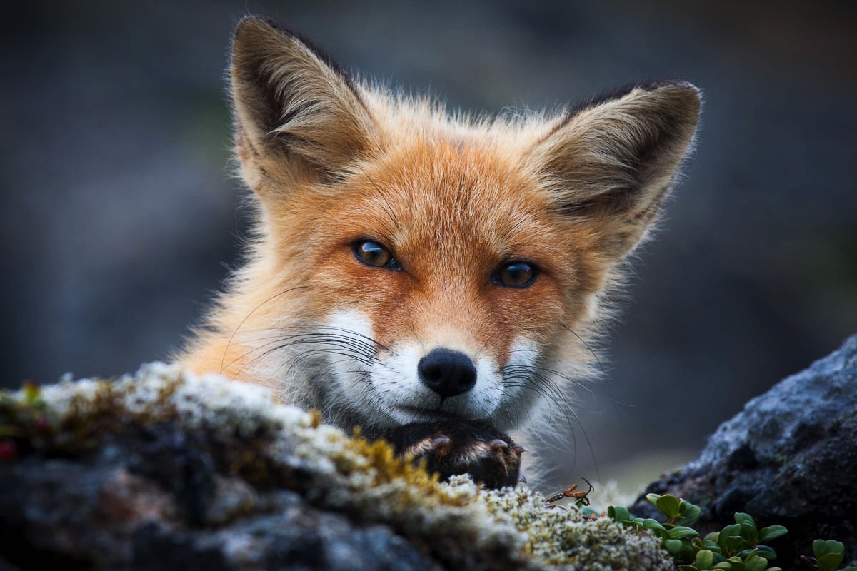 lofoten wildlife fox