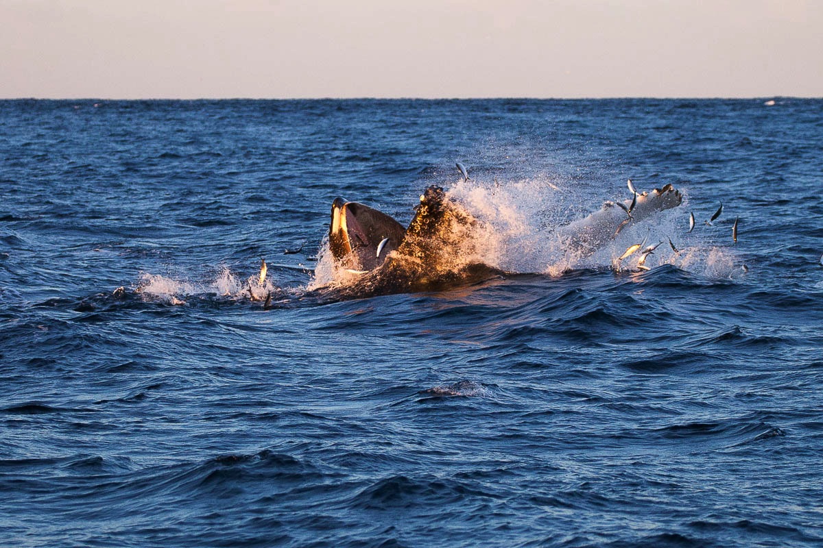 lofoten humpback whale