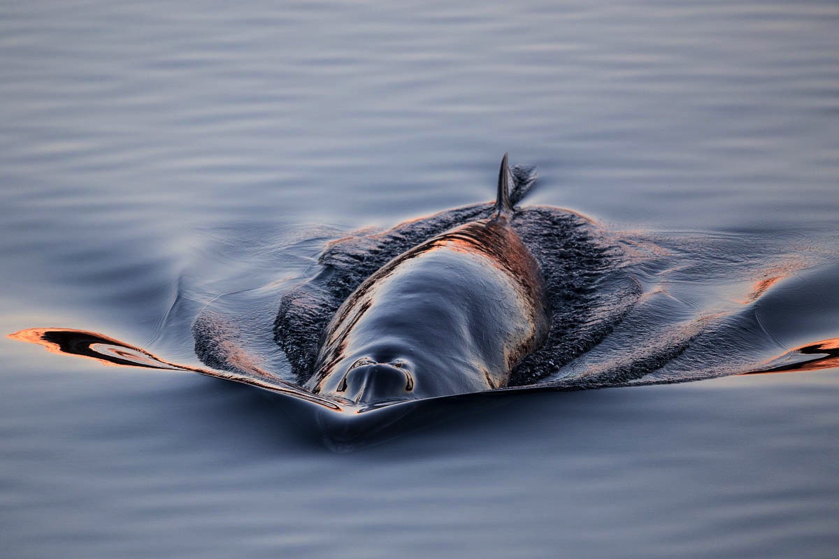 lofoten minke whale