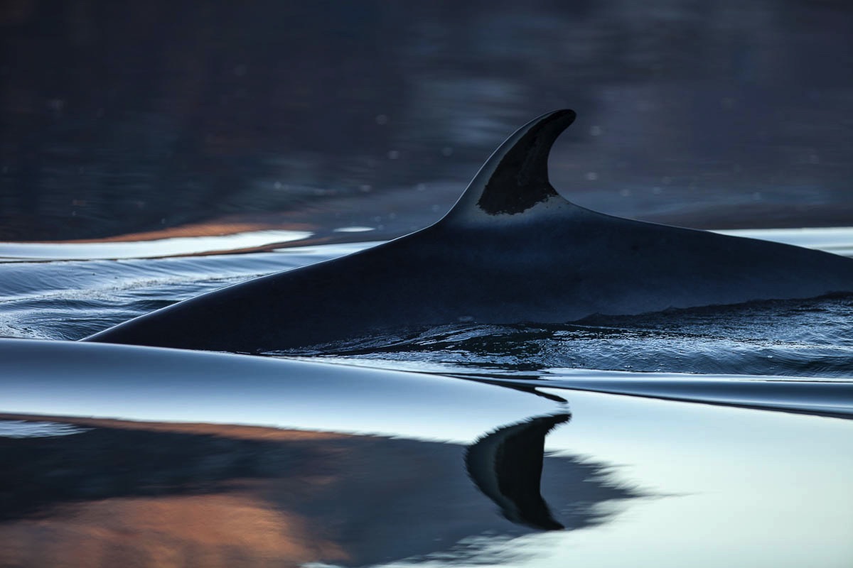 lofoten minke whale